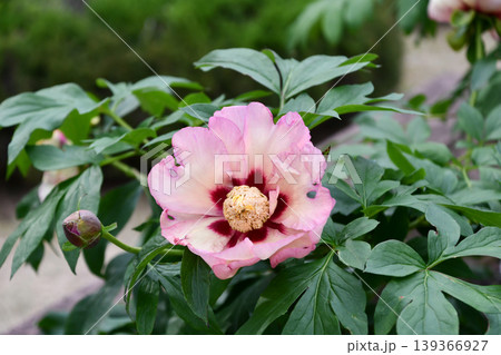 ボタン「パステルスプレンタ」 Tree peony 'Petalosprenta' ボタン「パステルスプレンタ」 Tree peony 'Petalosprenta' 139366927
