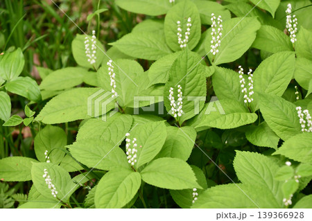 フタリシズカ　 Chloranthus serratus 139366928