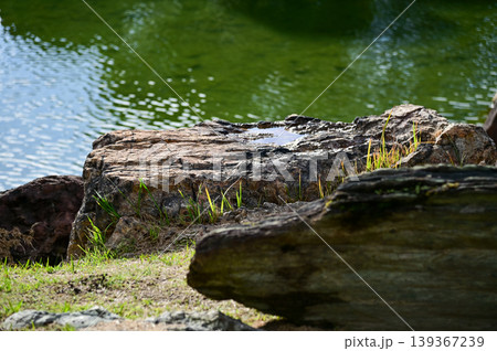 The Japanese gardern view of nijo jo castle, Kyoto, Japan. World Heritage Site, Japanese old traditional architecture in Kyoto, Japan. Background landscape of the beauty of Nijo Castle at sunny day. 139367239
