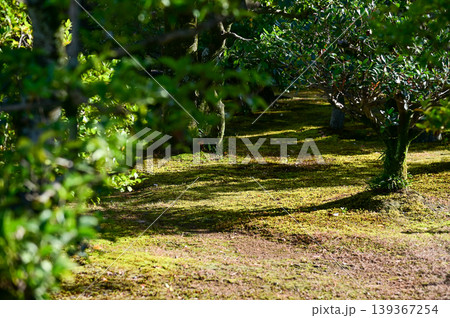 The Japanese gardern view of nijo jo castle, Kyoto, Japan. World Heritage Site, Japanese old traditional architecture in Kyoto, Japan. Background landscape of the beauty of Nijo Castle at sunny day. The Japanese gardern view of nijo jo castle, Kyoto, Japan. World Heritage Site, Japanese old traditional architecture in Kyoto, Japan. Background landscape of the beauty of Nijo Castle at sunny day. 139367254