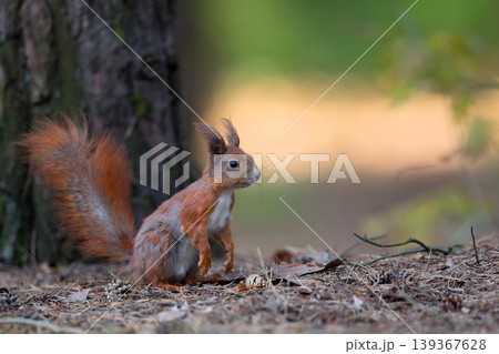 Red squirrel in the forest 139367628