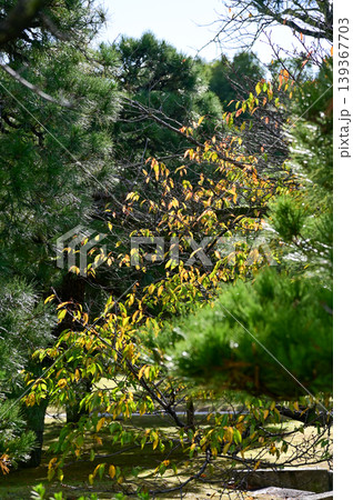 Close-up of trees with green leaves in the Japanese gardern in nijo jo castle, Kyoto, Japan. World Heritage Site, Background landscape of the beauty of Nijo Castle at sunny day. Nature Background. Close-up of trees with green leaves in the Japanese gardern in nijo jo castle, Kyoto, Japan. World Heritage Site, Background landscape of the beauty of Nijo Castle at sunny day. Nature Background. 139367703