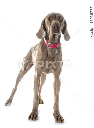 Weimaraner Weimaraner 139367774