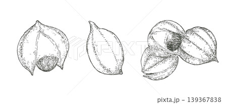 ガラナの実の手描きイラスト ガラナの実の手描きイラスト 139367838