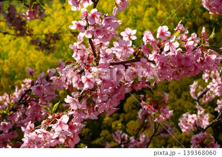 横構図の桜の枝と黄色の花による春の広告素材 139368060