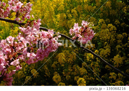 桜の枝と黄色の花が映える春のフラワー背景素材 桜の枝と黄色の花が映える春のフラワー背景素材 139368216