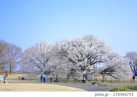 栃木県 下野市 天平の丘公園 淡墨桜 栃木県 下野市 天平の丘公園 淡墨桜 139368753