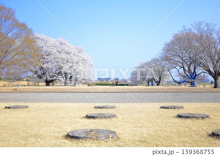 栃木県 下野市 天平の丘公園 淡墨桜 栃木県 下野市 天平の丘公園 淡墨桜 139368755