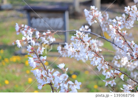 栃木県 下野市 天平の丘公園 淡墨桜 栃木県 下野市 天平の丘公園 淡墨桜 139368756