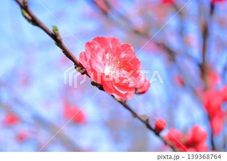 栃木県 下野市 天平の丘公園の桜 栃木県 下野市 天平の丘公園の桜 139368764