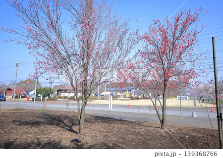 栃木県 下野市　天平の丘公園　桜 139368766