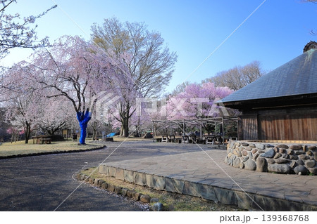 栃木県 下野市　天平の丘公園　桜と古民家 139368768