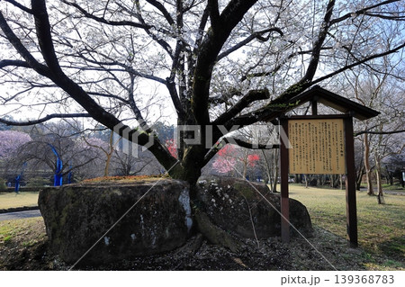 栃木県 下野市 天平の丘公園 盛岡石割桜 栃木県 下野市 天平の丘公園 盛岡石割桜 139368783
