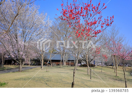 栃木県 下野市 天平の丘公園 満開の桜 栃木県 下野市 天平の丘公園 満開の桜 139368785
