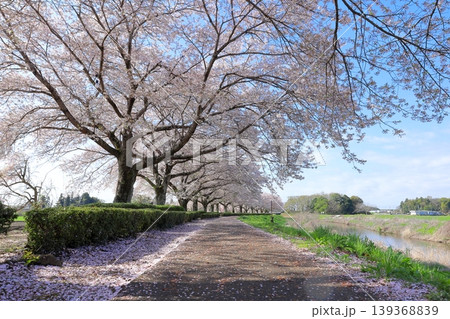 桜満開の姿川桜堤/栃木県 下野市 姿川アメニティパーク 桜満開の姿川桜堤/栃木県 下野市 姿川アメニティパーク 139368839