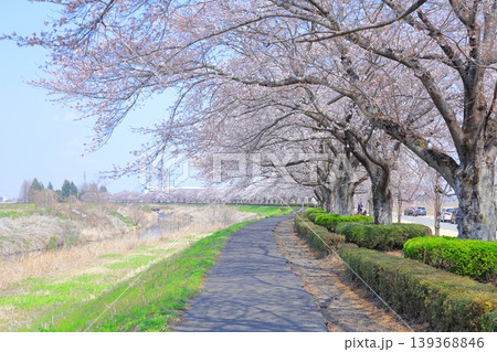 桜満開の姿川桜堤/栃木県 下野市 姿川アメニティパーク 桜満開の姿川桜堤/栃木県 下野市 姿川アメニティパーク 139368846