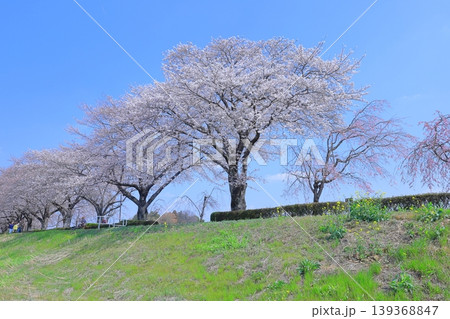 桜満開の姿川桜堤/栃木県 下野市 姿川アメニティパーク 桜満開の姿川桜堤/栃木県 下野市 姿川アメニティパーク 139368847