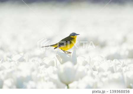 Western yellow wagtail bird sitting on a tulip in a blooming field. Western yellow wagtail bird sitting on a tulip in a blooming field. 139368856