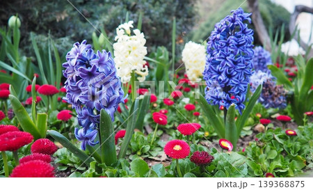 Colourful Terry Hyacinthus bulbous herb and Red Bellis perennis English daisy, spring-blooming perennials. Flowerbed lawn design. Fragrant Blue, white, pink, yellow, red and burgundy flowering plants. Colourful Terry Hyacinthus bulbous herb and Red Bellis perennis English daisy, spring-blooming perennials. Flowerbed lawn design. Fragrant Blue, white, pink, yellow, red and burgundy flowering plants. 139368875