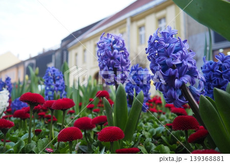 Colourful Terry Hyacinthus bulbous herb and Red Bellis perennis English daisy, spring-blooming perennials. Flowerbed lawn design. Fragrant Blue, white, pink, yellow, red and burgundy flowering plants. 139368881