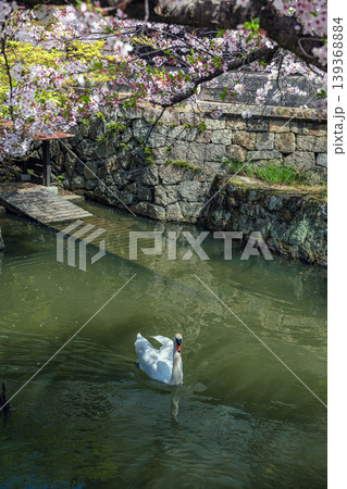 倉敷川春景色 白鳥と桜 139368884