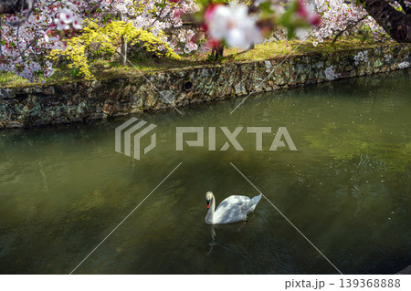 倉敷川春景色 白鳥と桜 139368888