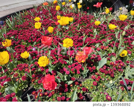 Colourful Terry Tulips and Red Bellis perennis English daisy. Flowerbed lawn design. Tulip Tulipa plant Lily Liliaceae. Cultivars like Bellissima Red Pomponette are popular for double red flowers Colourful Terry Tulips and Red Bellis perennis English daisy. Flowerbed lawn design. Tulip Tulipa plant Lily Liliaceae. Cultivars like Bellissima Red Pomponette are popular for double red flowers 139368892