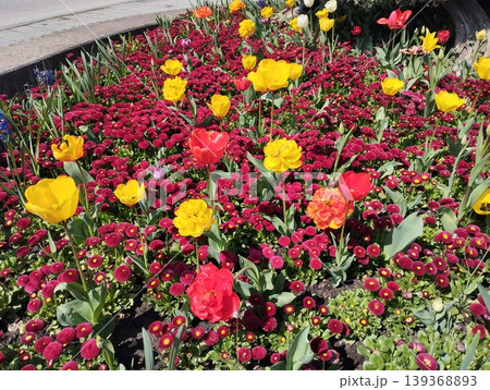 Colourful Terry Tulips and Red Bellis perennis English daisy. Flowerbed lawn design. Tulip Tulipa plant Lily Liliaceae. Cultivars like Bellissima Red Pomponette are popular for double red flowers Colourful Terry Tulips and Red Bellis perennis English daisy. Flowerbed lawn design. Tulip Tulipa plant Lily Liliaceae. Cultivars like Bellissima Red Pomponette are popular for double red flowers 139368893