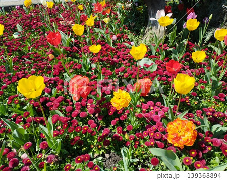 Colourful Terry Tulips and Red Bellis perennis English daisy. Flowerbed lawn design. Tulip Tulipa plant Lily Liliaceae. Cultivars like Bellissima Red Pomponette are popular for double red flowers 139368894