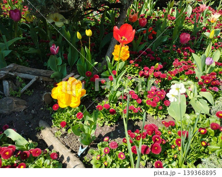 Colourful Terry Tulips and Red Bellis perennis English daisy. Flowerbed lawn design. Tulip Tulipa plant Lily Liliaceae. Cultivars like Bellissima Red Pomponette are popular for double red flowers Colourful Terry Tulips and Red Bellis perennis English daisy. Flowerbed lawn design. Tulip Tulipa plant Lily Liliaceae. Cultivars like Bellissima Red Pomponette are popular for double red flowers 139368895