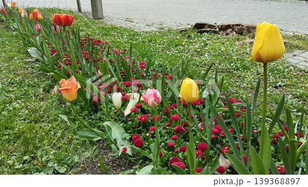 Colourful Terry Tulips and Red Bellis perennis English daisy. Flowerbed lawn design. Tulip Tulipa plant Lily Liliaceae. Cultivars like Bellissima Red Pomponette are popular for double red flowers Colourful Terry Tulips and Red Bellis perennis English daisy. Flowerbed lawn design. Tulip Tulipa plant Lily Liliaceae. Cultivars like Bellissima Red Pomponette are popular for double red flowers 139368897