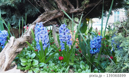 Colourful Terry Hyacinthus bulbous herb and Red Bellis perennis English daisy, spring-blooming perennials. Flowerbed lawn design. Fragrant Blue, white, pink, yellow, red and burgundy flowering plants. Colourful Terry Hyacinthus bulbous herb and Red Bellis perennis English daisy, spring-blooming perennials. Flowerbed lawn design. Fragrant Blue, white, pink, yellow, red and burgundy flowering plants. 139368899