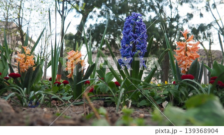 Colourful Terry Hyacinthus bulbous herb and Red Bellis perennis English daisy, spring-blooming perennials. Flowerbed lawn design. Fragrant Blue, white, pink, yellow, red and burgundy flowering plants. 139368904