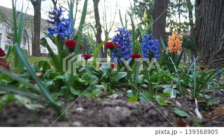 Colourful Terry Hyacinthus bulbous herb and Red Bellis perennis English daisy, spring-blooming perennials. Flowerbed lawn design. Fragrant Blue, white, pink, yellow, red and burgundy flowering plants. Colourful Terry Hyacinthus bulbous herb and Red Bellis perennis English daisy, spring-blooming perennials. Flowerbed lawn design. Fragrant Blue, white, pink, yellow, red and burgundy flowering plants. 139368905