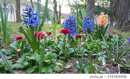 Colourful Terry Hyacinthus bulbous herb and Red Bellis perennis English daisy, spring-blooming perennials. Flowerbed lawn design. Fragrant Blue, white, pink, yellow, red and burgundy flowering plants. 139368906