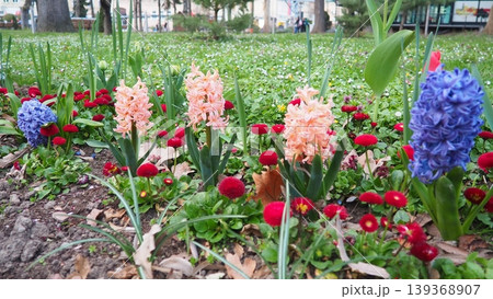 Colourful Terry Hyacinthus bulbous herb and Red Bellis perennis English daisy, spring-blooming perennials. Flowerbed lawn design. Fragrant Blue, white, pink, yellow, red and burgundy flowering plants. 139368907