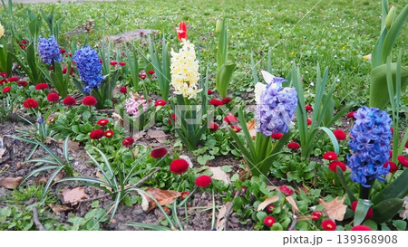 Colourful Terry Hyacinthus bulbous herb and Red Bellis perennis English daisy, spring-blooming perennials. Flowerbed lawn design. Fragrant Blue, white, pink, yellow, red and burgundy flowering plants. Colourful Terry Hyacinthus bulbous herb and Red Bellis perennis English daisy, spring-blooming perennials. Flowerbed lawn design. Fragrant Blue, white, pink, yellow, red and burgundy flowering plants. 139368908