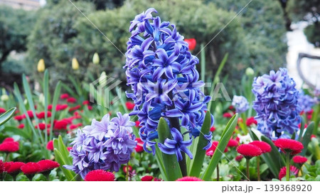 Colourful Terry Hyacinthus bulbous herb and Red Bellis perennis English daisy, spring-blooming perennials. Flowerbed lawn design. Fragrant Blue, white, pink, yellow, red and burgundy flowering plants. 139368920