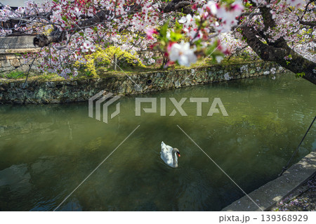 倉敷川春景色 白鳥と桜 倉敷川春景色 白鳥と桜 139368929