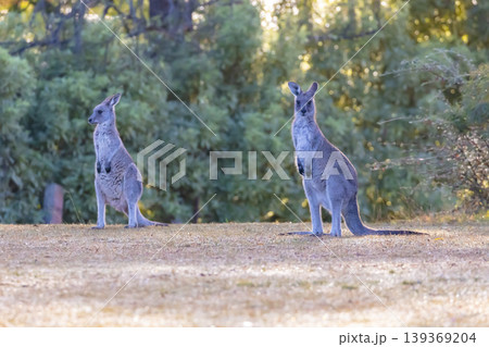 Two kangaroos standing near trees and plants in the sunshine Two kangaroos standing near trees and plants in the sunshine 139369204