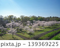 桜咲くころの狭山公園　堰堤から風の広場を見下ろす 139369225