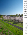 桜咲くころの狭山公園　堰堤から風の広場を見下ろす 139369226