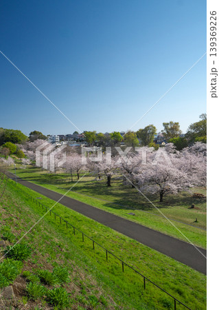 桜咲くころの狭山公園 堰堤から風の広場を見下ろす 桜咲くころの狭山公園 堰堤から風の広場を見下ろす 139369226