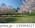 桜咲くころの狭山公園　風の広場の遊歩道 139369227