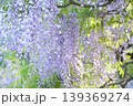 藤の花のある風景 139369274