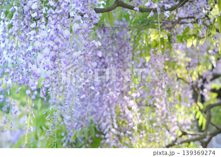 藤の花のある風景 藤の花のある風景 139369274
