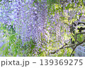 藤の花のある風景 139369275