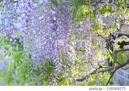 藤の花のある風景 139369275