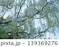 白い藤の花 139369276