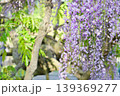 紫色の藤の花 139369277
